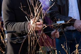 Vincelovo u Kutjevu i Vinkovo u Velikoj, 22.1.2016.