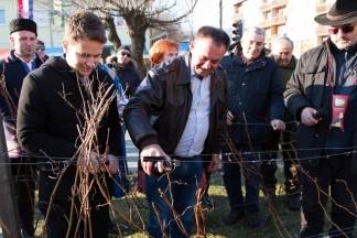 Vincelovo u Kutjevu i Vinkovo u Velikoj, 22.1.2016.