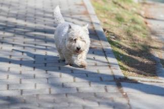 Šetnja gradom: Pleternica i Kutjevo, 17.1.2016.