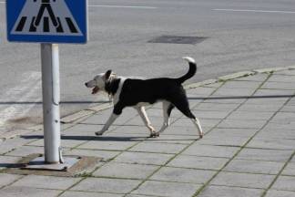 Sunčana šetnja gradom: Pleternica i Kutjevo, 2.3.2016.