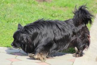 Šetnja Kutjevom i Pleternicom, 9.3.2016.