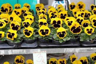 Ponuda na požeškoj tržnici, 10.3.2016.