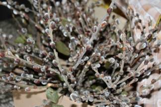 Ponuda na požeškoj tržnici, 10.3.2016.