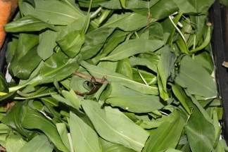 Ponuda na požeškoj tržnici, 10.3.2016.