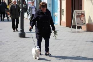 Sunčana subota u Požegi, 19.3.2016.