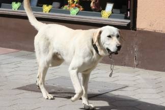 Subotnja šetnja gradom: Požega, 2.4.2016.