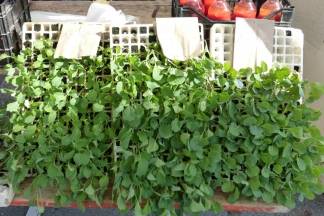 Ponuda četvrtkom na požeškoj tržnici, 7.4.2016.