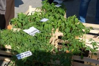 Ponuda četvrtkom na požeškoj tržnici, 7.4.2016.