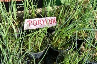 Ponuda četvrtkom na požeškoj tržnici, 7.4.2016.