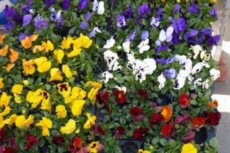 Ponuda četvrtkom na požeškoj tržnici, 7.4.2016.