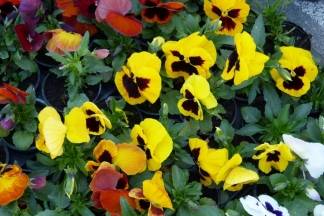 Ponuda četvrtkom na požeškoj tržnici, 7.4.2016.