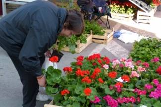 Ponuda četvrtkom na požeškoj tržnici, 7.4.2016.