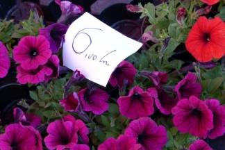 Ponuda četvrtkom na požeškoj tržnici, 7.4.2016.