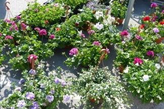 Ponuda četvrtkom na požeškoj tržnici, 7.4.2016.