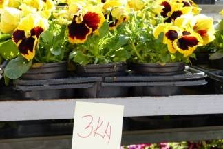 Ponuda četvrtkom na požeškoj tržnici, 7.4.2016.