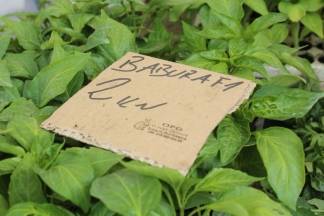 Ponuda četvrtkom na požeškoj tržnici, 19.05.2016.