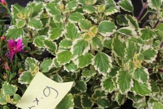 Ponuda četvrtkom na požeškoj tržnici, 19.05.2016.