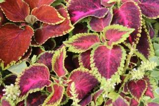 Ponuda četvrtkom na požeškoj tržnici, 19.05.2016.