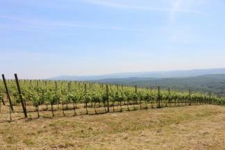 Pleterničani dobili novo izletište: Putevima madame Cliquot godišnje prođe oko 4 tisuće ljudi