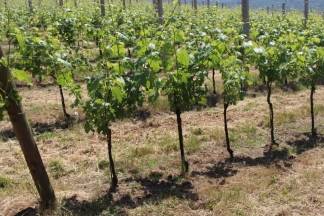 Pleterničani dobili novo izletište: Putevima madame Cliquot godišnje prođe oko 4 tisuće ljudi