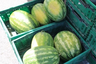 Ponuda četvrtkom na požeškoj tržnici: 4.8.2016.