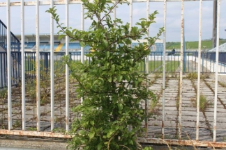 Nekad ponos danas pustoš: nogometni stadion i bazeni u Velikoj
