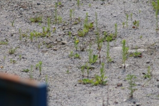 Nekad ponos danas pustoš: nogometni stadion i bazeni u Velikoj