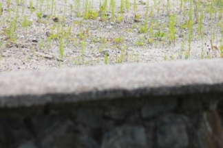Nekad ponos danas pustoš: nogometni stadion i bazeni u Velikoj
