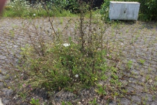 Nekad ponos danas pustoš: nogometni stadion i bazeni u Velikoj