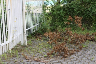 Nekad ponos danas pustoš: nogometni stadion i bazeni u Velikoj
