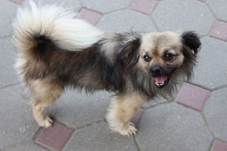 Ljetni dan u Pleternici, 19.8.2016.