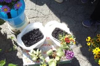 Ponuda četvrtkom na požeškoj tržnici: 25.08.2016.