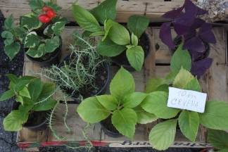 Ponuda četvrtkom na požeškoj tržnici: 25.08.2016.