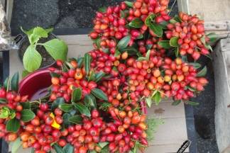 Ponuda četvrtkom na požeškoj tržnici: 25.08.2016.