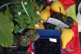 Ponuda četvrtkom na požeškoj tržnici: 25.08.2016.