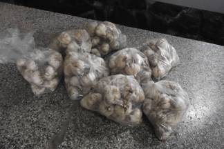 Ponuda četvrtkom na požeškoj tržnici: 25.08.2016.