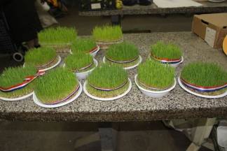 Božićna ponuda na požeškoj tržnici