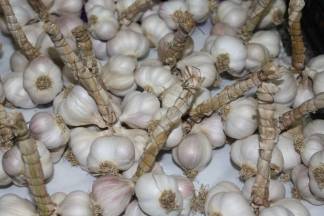 Božićna ponuda na požeškoj tržnici