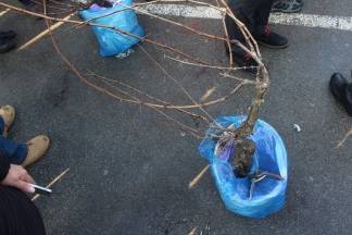 Vincelovo u Požegi 21.01.2017.