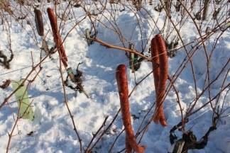 Vincelovo kod obitelji Krauthaker u Kutjevu