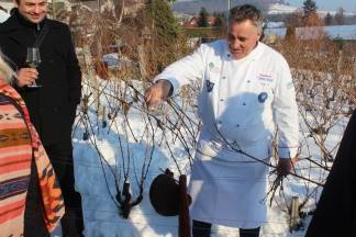 Vincelovo kod obitelji Krauthaker u Kutjevu