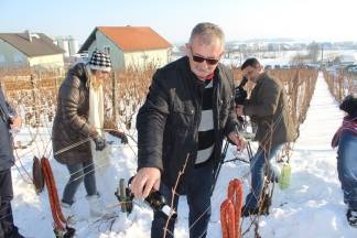 Vincelovo kod obitelji Krauthaker u Kutjevu