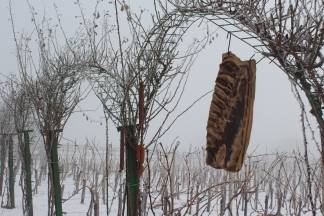 Vincelovo kod Ive Žuljevića u Dragi 28.01.2017