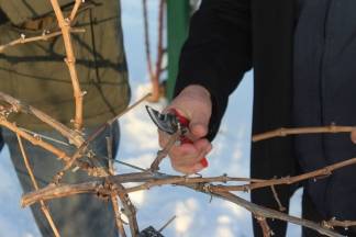 Vincelovo kod Ive Žuljevića u Dragi 28.01.2017