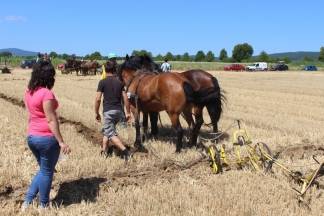 14. natjecanje orača Požeško- slavonske županije i 3. natjecanje u oranju konjskim zapregama