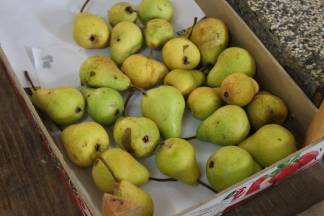 Ponuda na požeškoj tržnici 10.08.2017.