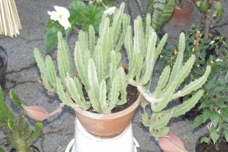 Ponuda četvrtkom na požeškoj tržnici, 14.9.2017.