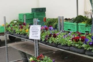 Ponuda na požeškoj tržnici, 9.11.2017.