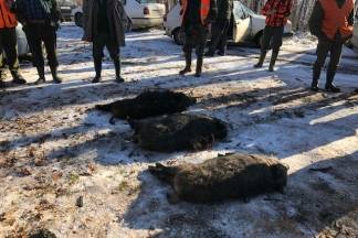 Kutjevo i Vetovo u zajedničkom lovu 30.12.2017.