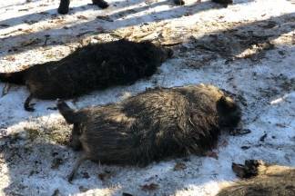 Kutjevo i Vetovo u zajedničkom lovu 30.12.2017.